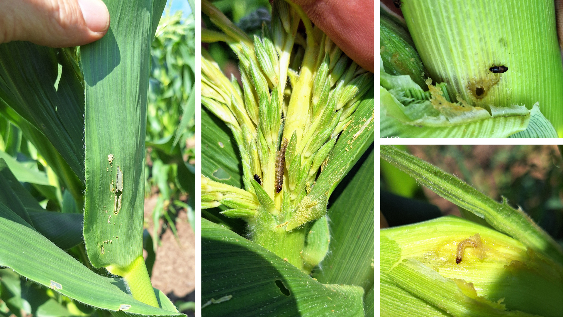 European corn borer in corn plants.